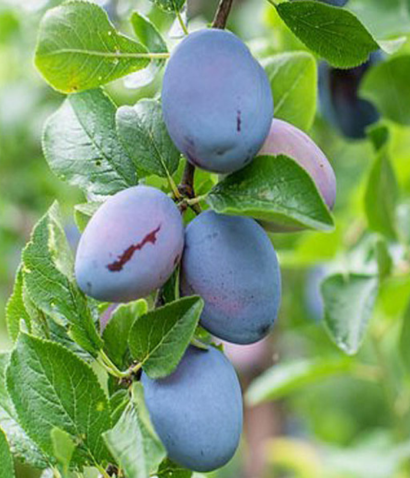 Plum  (Prunus domestica) STANLEY - Tutifruti SK