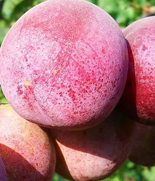 Hybridná slivka SVERCHRANNAJA - Tutifruti SK