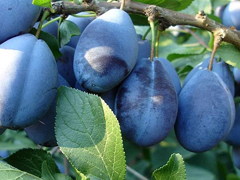 Plum (Prunus domestica) TOPFIRST Plum (Prunus domestica) TOPFIRST