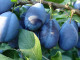 Plum (Prunus domestica) TOPFIRST