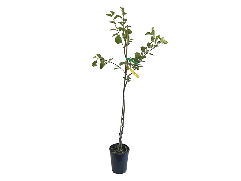Slivka (Prunus domestica) TOPFIRST