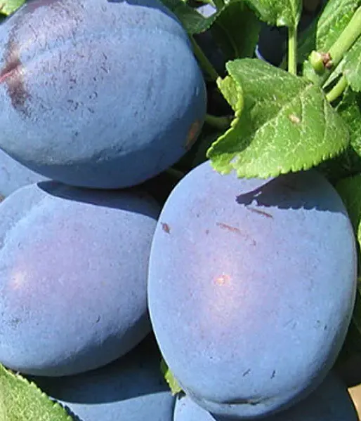 Plum (Prunus domestica) TOPHIT