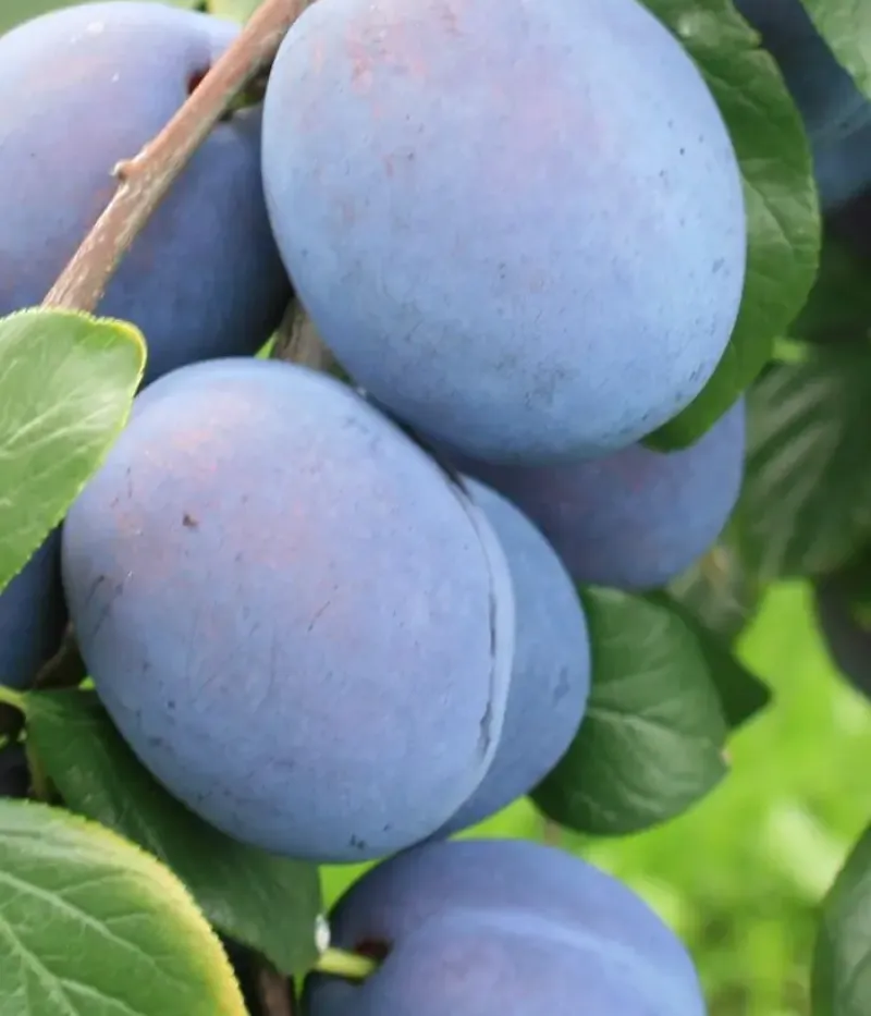 Slivka (Prunus domestica) TOPHIT - Tutifruti, s.r.o.