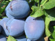 Plum (Prunus domestica) TOPHIT