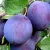 Early plum trees