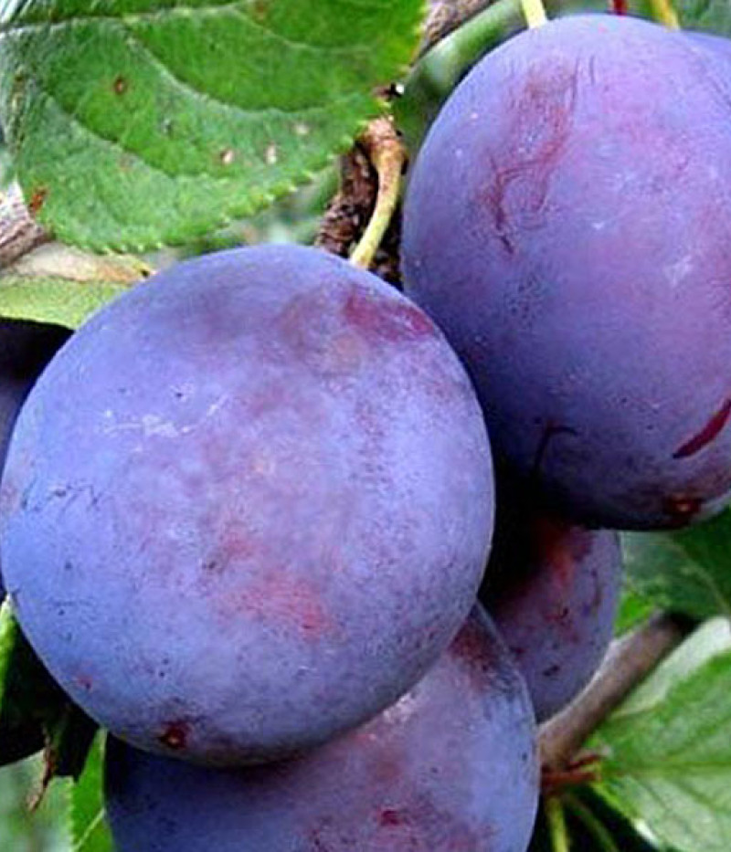 BIO Slivka skorá AROMA SPUR (stĺpová) - Tutifruti SK