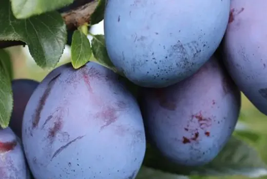 Predstavujeme nové odrody sliviek pre sezónu 2026: Tophit, Topend Plus a Silvia