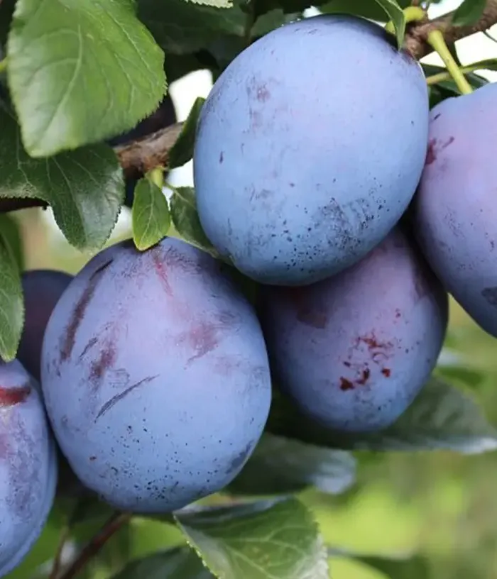 Plum (Prunus domestica) TOPEND PLUS - Tutifruti, s.r.o.