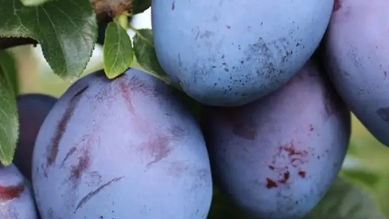 Predstavujeme nové odrody sliviek pre sezónu 2026: Tophit, Topend Plus a Silvia