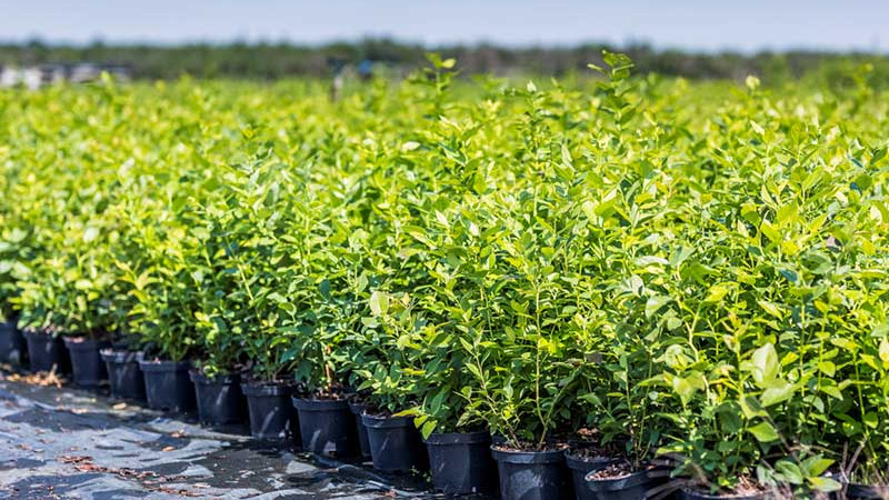 Jesenné hnojenie slepačím hnojivom: Návod a prečo je to najlepšia voľba