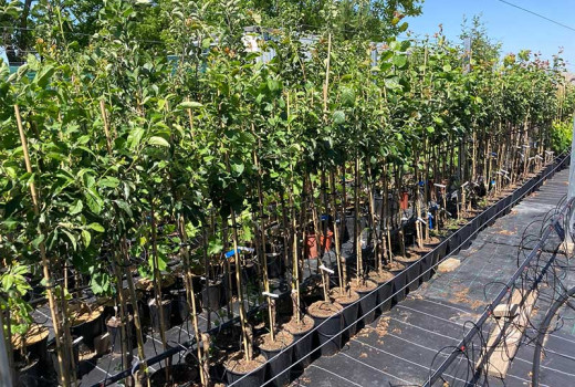 Nové exkluzívne estónske odrody: Spoznajte odolné čerešne, slivky a jablone pre vašu záhradu