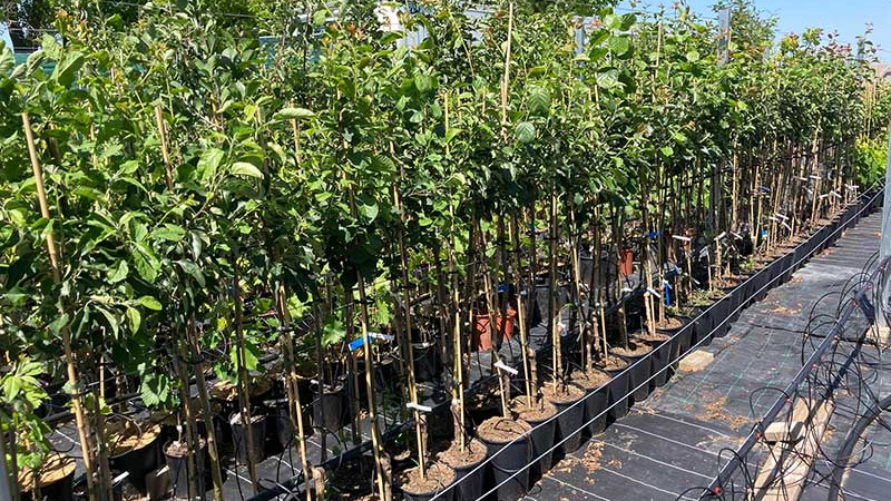 Nové exkluzívne estónske odrody: Spoznajte odolné čerešne, slivky a jablone pre vašu záhradu