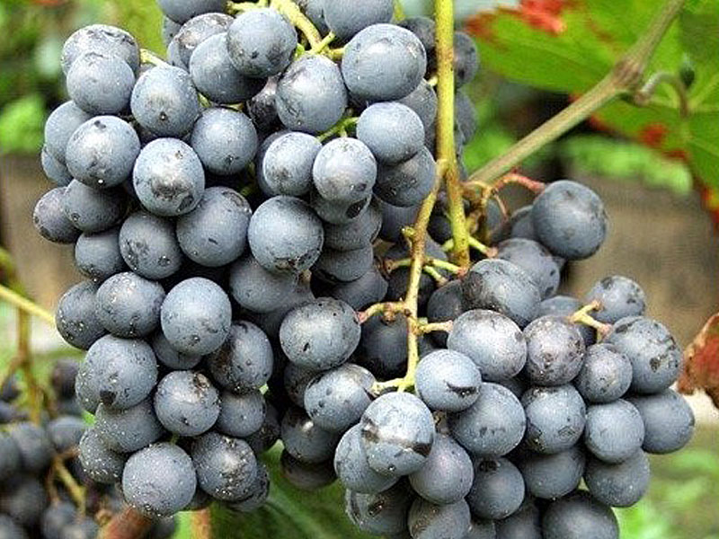 AGAT DONSKOJ Stolová odroda viniča PIWI - Tutifruti, s.r.o. (SK) AGAT DONSKOJ Stolová odroda viniča PIWI - Tutifruti, s.r.o. (SK)