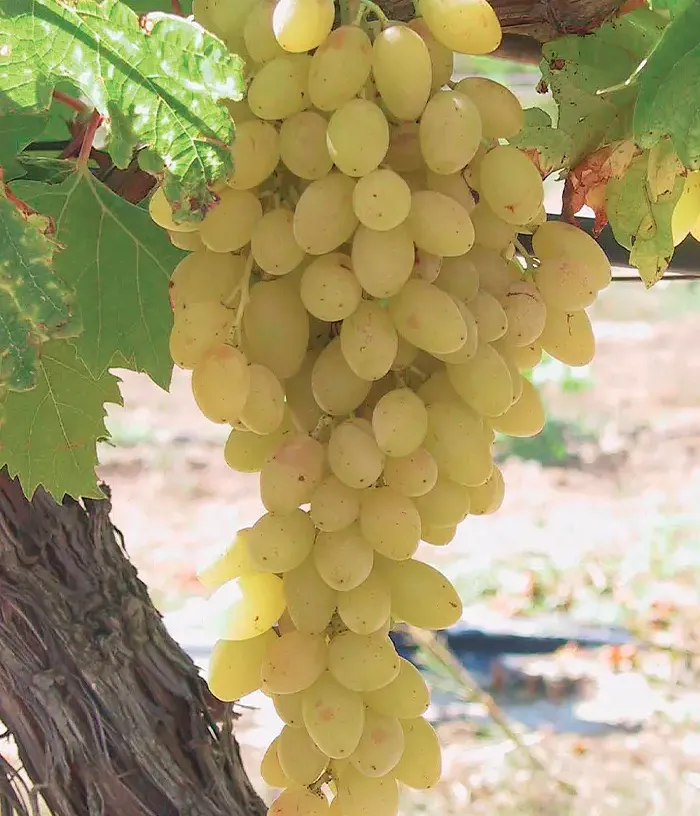 Vinič CENTENNIAL SEEDLESS