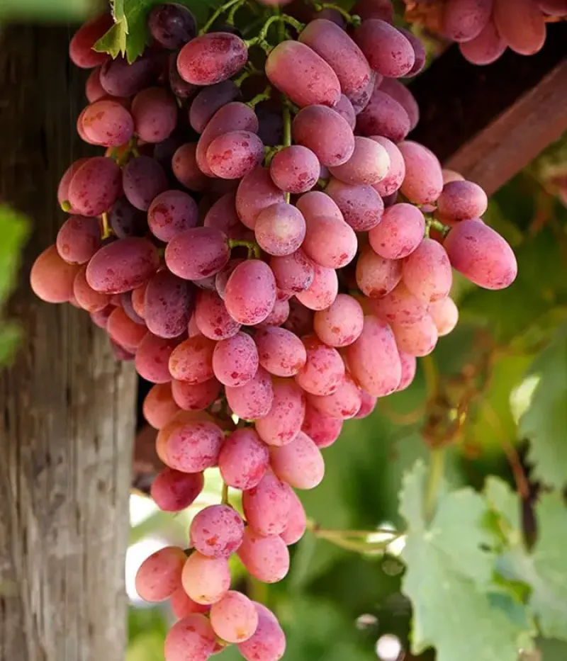 Weinrebe (Vitis vinifera) CRIMSON SEEDLESS - Tutifruti, s.r.o.