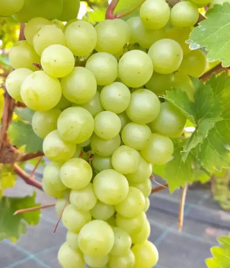 Vinič hroznorodý (Vitis vinifera) CĪRAVAS AGRĀ - Tutifruti, s.r.o.