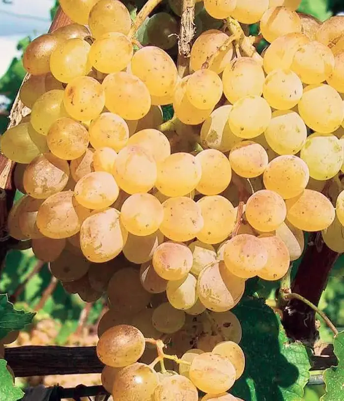 Grapevine (Vitis vinifera) DANUTA - Tutifruti, s.r.o.