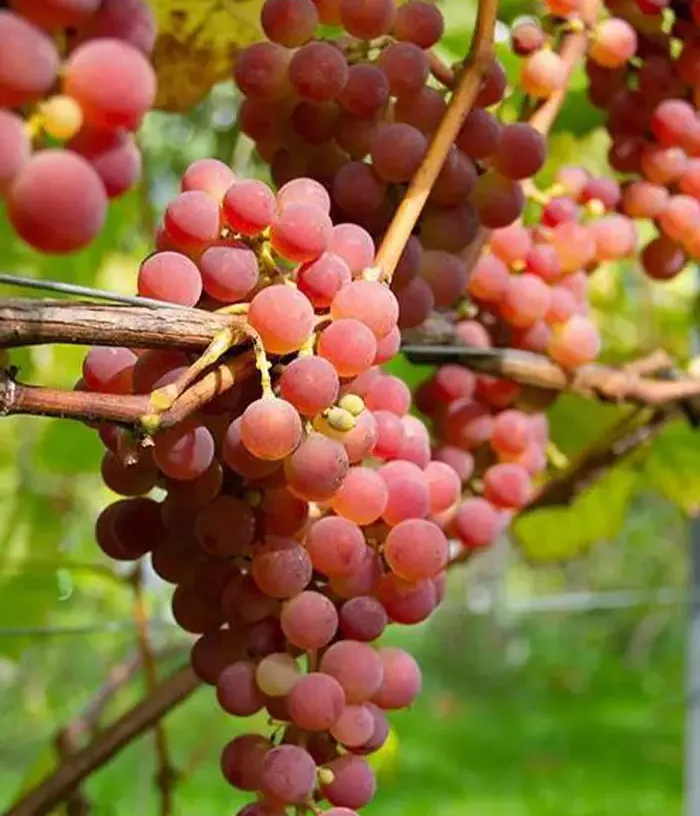 Grapevine (Vitis spp.) JADVIGA - Tutifruti, s.r.o.
