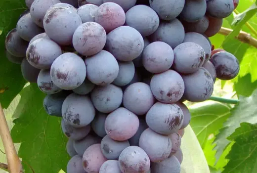 Skladovateľný gigant a rezistentný muškát: Predstavujeme stolové hrozno 'Kišmiš Moldavskij' a 'Palatina'