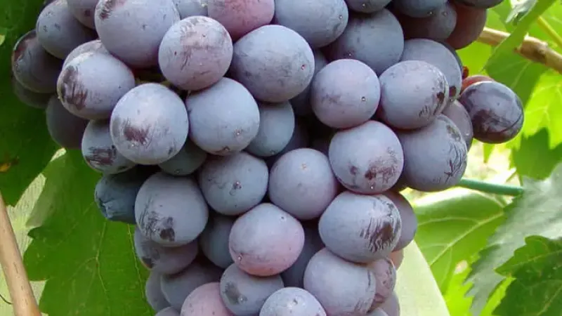 Skladovateľný gigant a rezistentný muškát: Predstavujeme stolové hrozno 'Kišmiš Moldavskij' a 'Palatina'