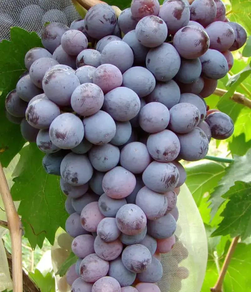 Vinič hroznorodý (Vitis vinifera) KIŠMIŠ MOLDAVSKIJ - Tutifruti, s.r.o.