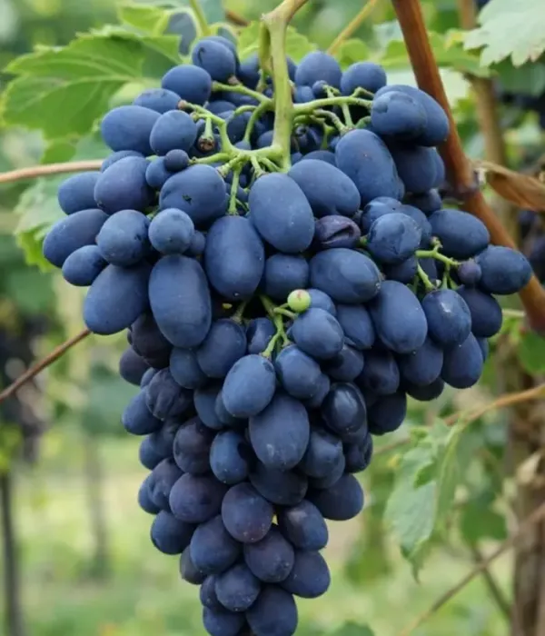 Vinič hroznorodý (Vitis vinifera) KODRIANKA (SYN. BLACK MAGIC)