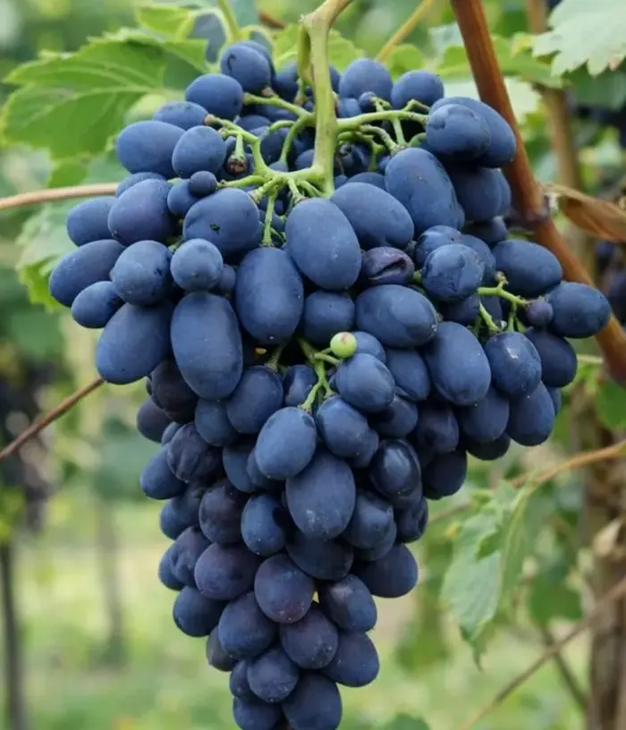 Vinič KODRIANKA
