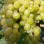 Sladké, chrumkavé a bez zrniečok: Predstavujeme stolové hrozno 'Centennial Seedless', 'Lilla' a 'Kodrianka'