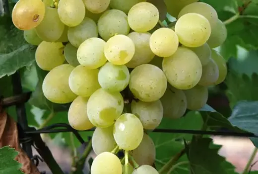 Sladké, chrumkavé a bez zrniečok: Predstavujeme stolové hrozno 'Centennial Seedless', 'Lilla' a 'Kodrianka'