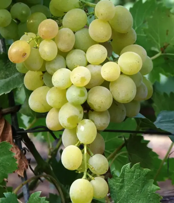 Vinič hroznorodý (Vitis vinifera) LILLA