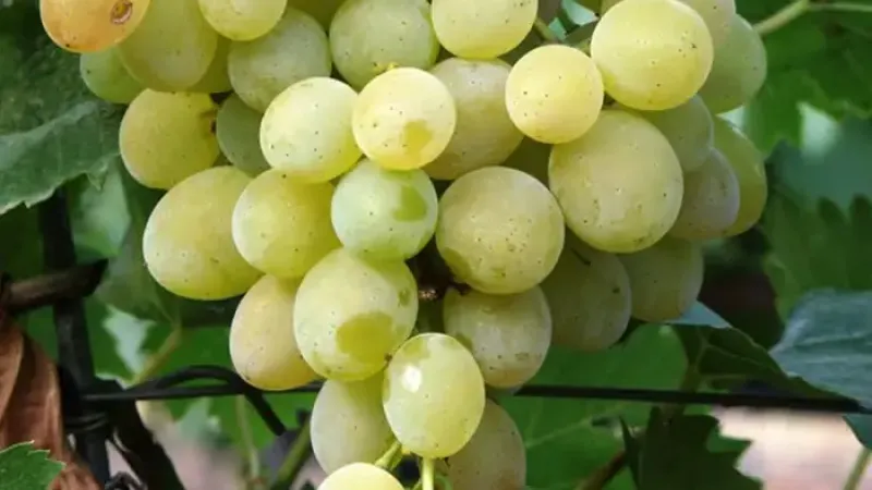 Sladké, chrumkavé a bez zrniečok: Predstavujeme stolové hrozno 'Centennial Seedless', 'Lilla' a 'Kodrianka'