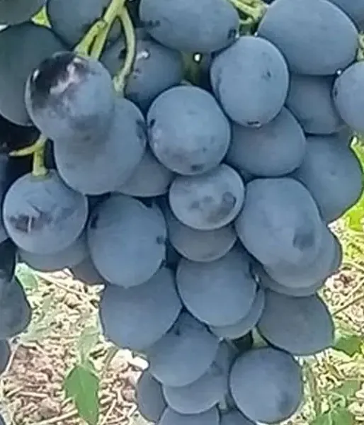 Vinič MOLDOVA