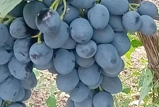 Moderné rezistentné odrody viniča (1. diel): Predstavujeme hviezdy Alvika, Alibaba, Alfa a Ajuta