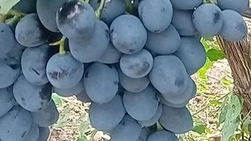 Moderné rezistentné odrody viniča (1. diel): Predstavujeme hviezdy Alvika, Alibaba, Alfa a Ajuta