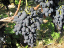 NADEŽDA AZOS stolová odroda viniča - Tutifruti SK NADEŽDA AZOS stolová odroda viniča - Tutifruti SK