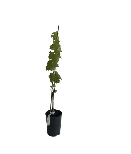 Nero Table Grape Vine