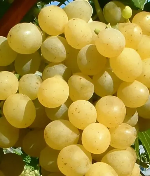 PALATINA stolová odroda viniča PIWI