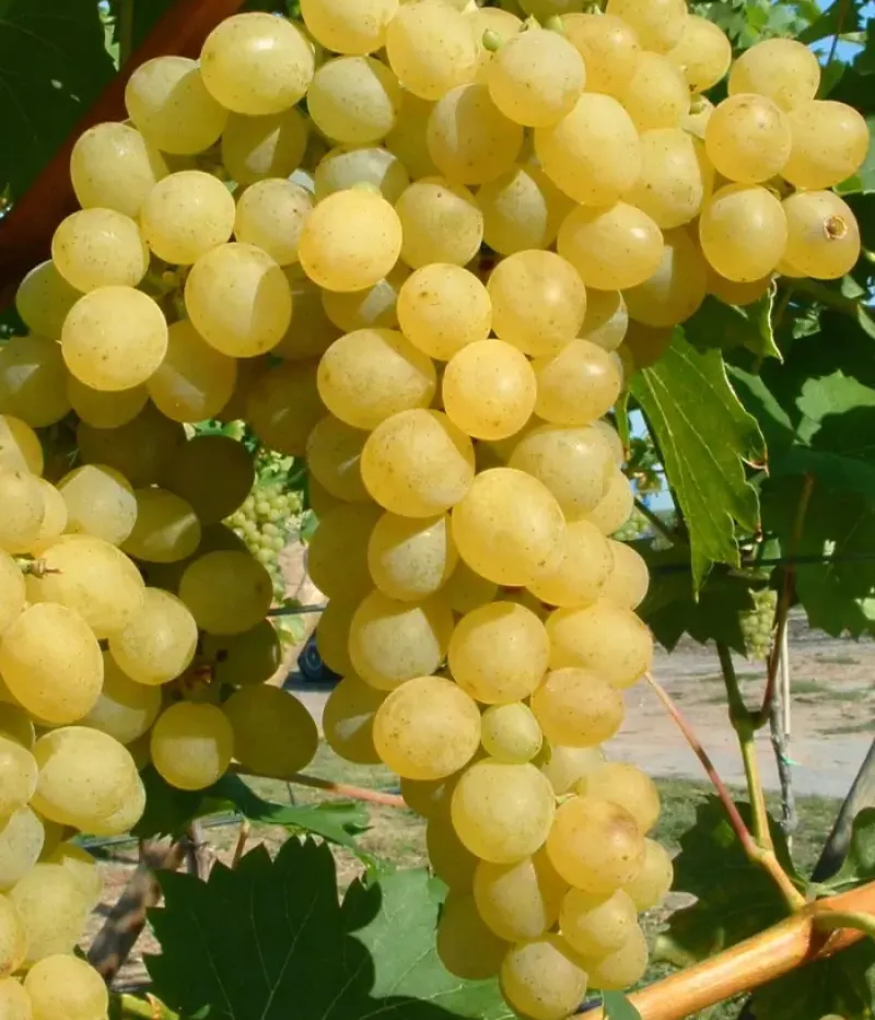 Weinrebe (Vitis vinifera) PALATINA - Tutifruti, s.r.o.