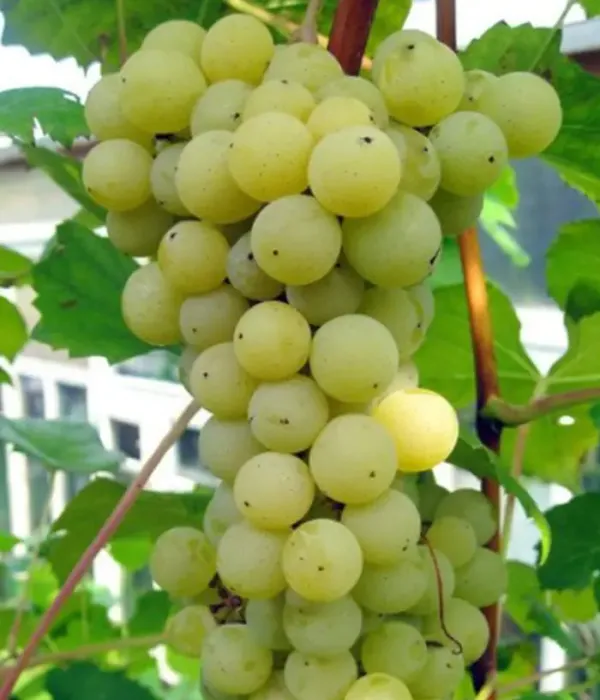 Vinič hroznorodý (Vitis spp.) SĖLĖ