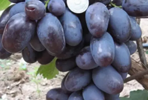 Veľkoplodý stolový vinič – 8 odrôd od ultra-skorých po bezsemenné