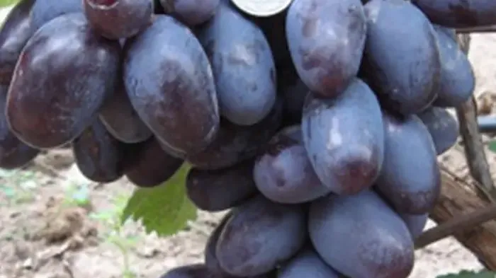 Veľkoplodý stolový vinič – 8 odrôd od ultra-skorých po bezsemenné