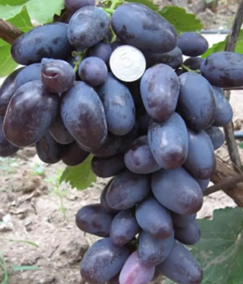 Vinič hroznorodý (Vitis vinifera) ALVIKA - Tutifruti, s.r.o.