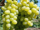 ARKADIA Stolová odroda viniča PIWI - Tutifruti, s.r.o. (SK) ARKADIA Stolová odroda viniča PIWI - Tutifruti, s.r.o. (SK)