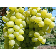 ARKADIA Table Grape Vine