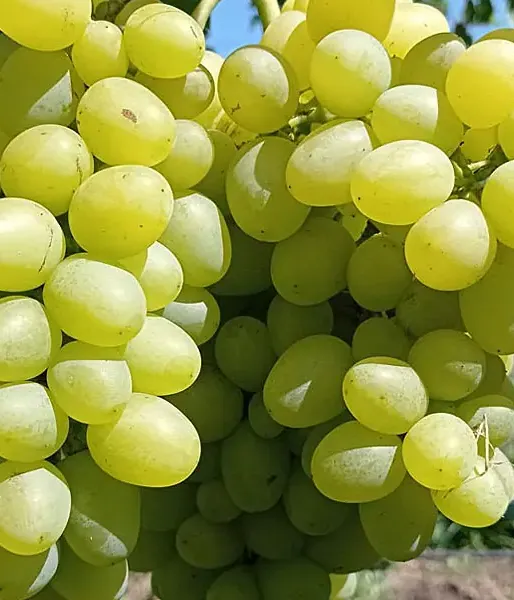 Vinič ARKADIA