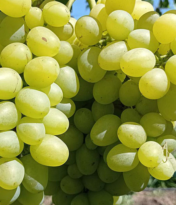 ARKADIA Stolová odroda viniča PIWI