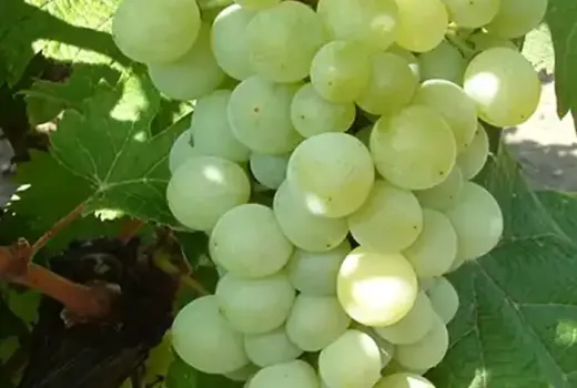 Stolové hrozno pre vašu záhradu: Predstavujeme odrody 'Danuta', 'Attila' a 'Éva'