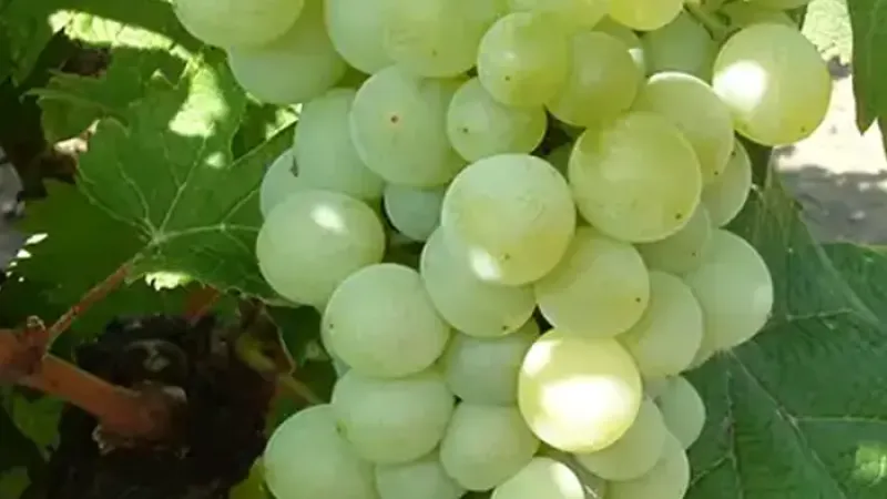 Stolové hrozno pre vašu záhradu: Predstavujeme odrody 'Danuta', 'Attila' a 'Éva'