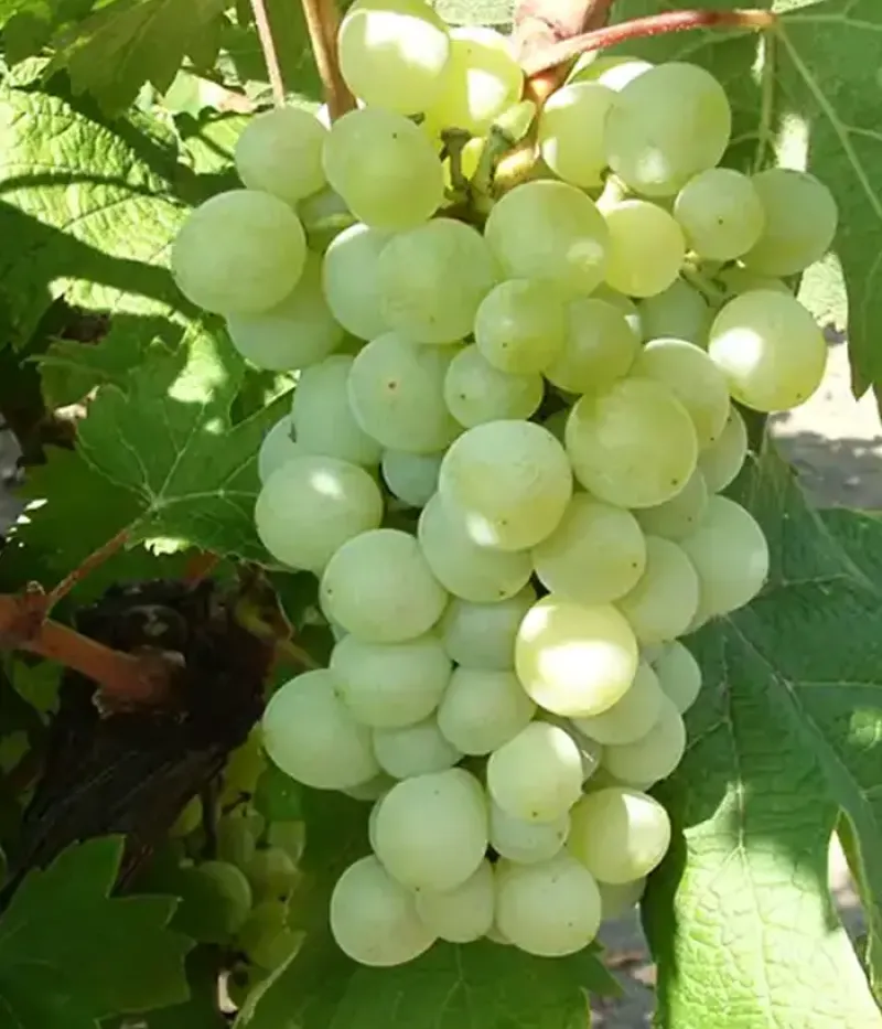 Vinič hroznorodý (Vitis vinifera) ATTILA - Tutifruti, s.r.o.