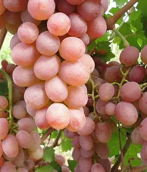Grapevine (Vitis spp.) SUPAGA